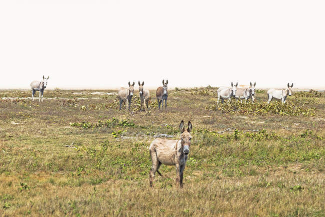 Burros no Parque Nacional Jericoacoara, Ceará, Brasil, América do Sul — Fotografia de Stock