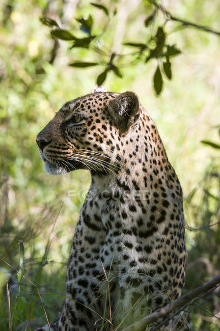 Leopardo (Panthera pardus), Reserva Nacional Masai Mara, Kenia
. - foto de stock