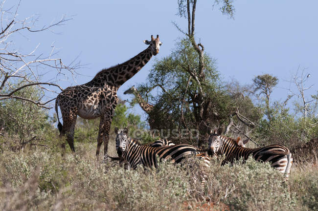 Girafes du Masaï, réserve de Lualenyi, Kenya — Photo de stock