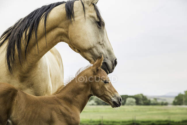 Portrait de cheval et poulain, extérieur — Photo de stock