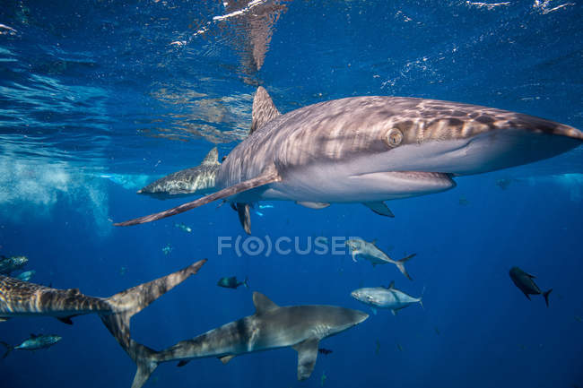 Requins nageant en mer, Socorro, Basse-Californie — Photo de stock