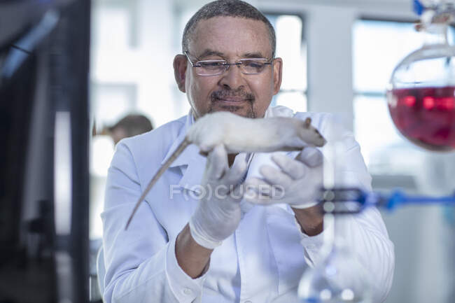 Laboratory worker holding white rat — Stock Photo