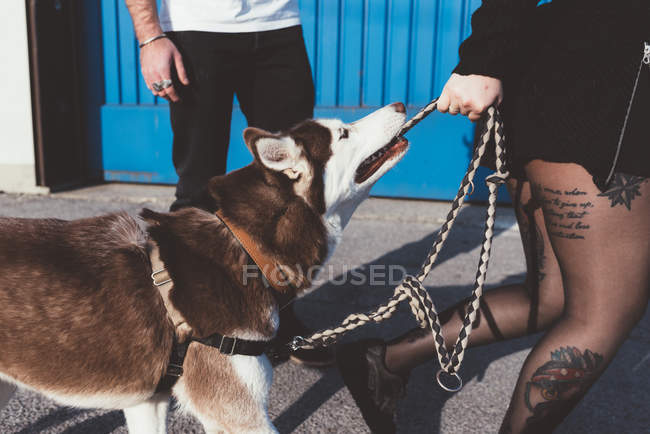 Обрезанный вид на пару, играющую с собакой — стоковое фото