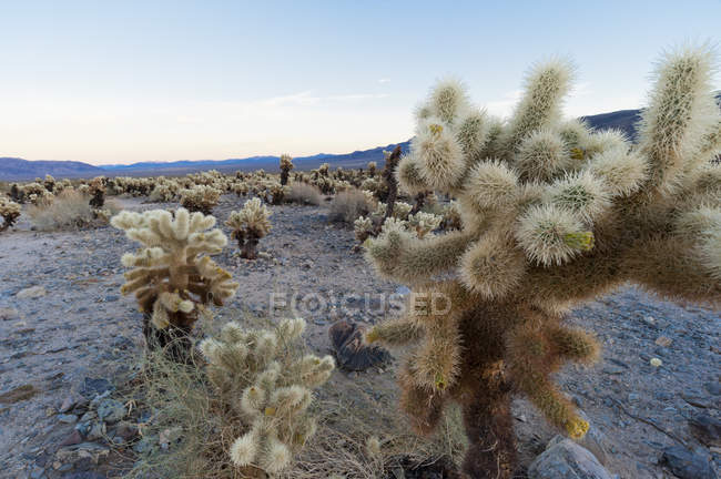Cholla cactus garden, joshua tree nationalpark, kalifornien, usa — Stockfoto
