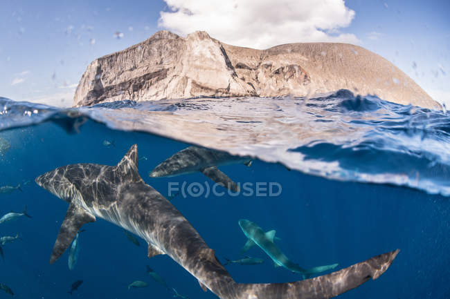 Squali che nuotano vicino alla superficie del mare, Socorro, Baja California — Foto stock