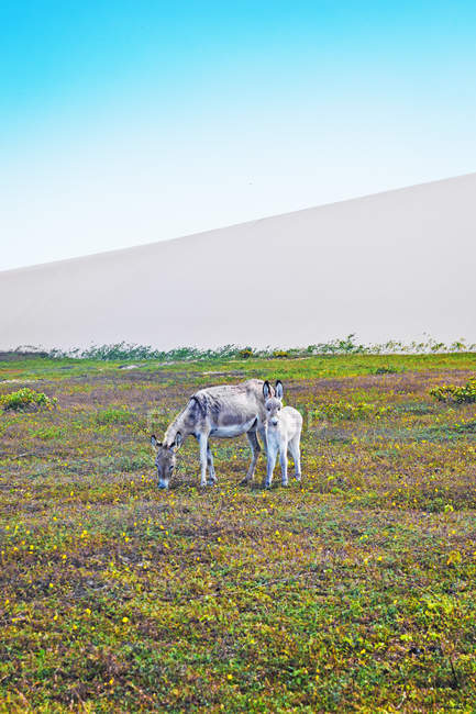 Esel und Fohlen weiden im Jericoacoara Nationalpark, Ceara, Brasilien, Südamerika — Stockfoto