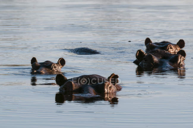 Hippopótamos nadando no rio, Okavango Delta, Botsuana — Fotografia de Stock