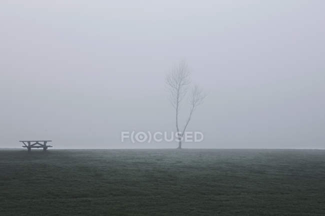 Живописный вид на дерево в тумане, Хатон-ле-Спринг, Сандерленд, Великобритания — стоковое фото