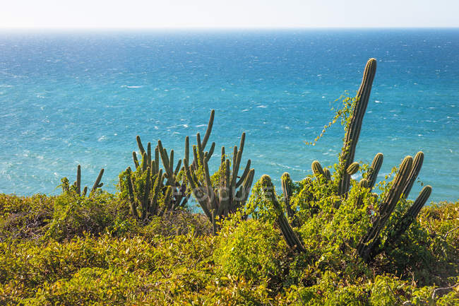 Cactus che cresce in ambiente rurale, Parco Nazionale di Gerico-acoara, Ceara, Brasile — Foto stock