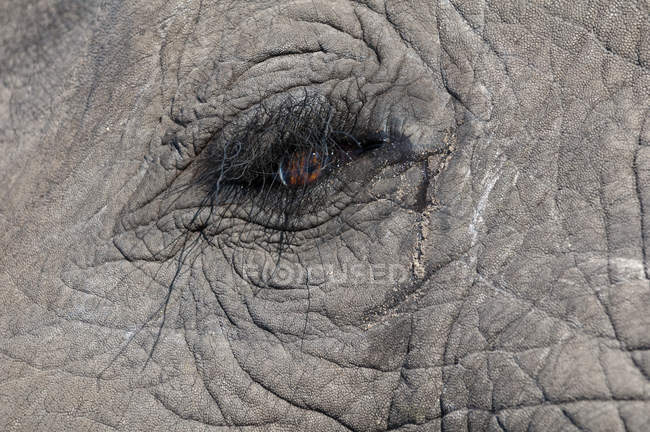 Immagine ritagliata di Occhio e pelle di elefante in Abu Camp, Delta dell'Okavango, Botswana — Foto stock