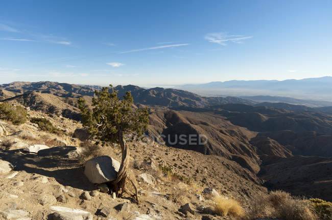 Arbre nain, vue sur les clés, parc national Joshua Tree, Californie, États-Unis — Photo de stock