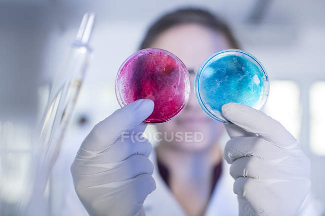 Trabajador de laboratorio examinando dos placas de Petri lado a lado - foto de stock