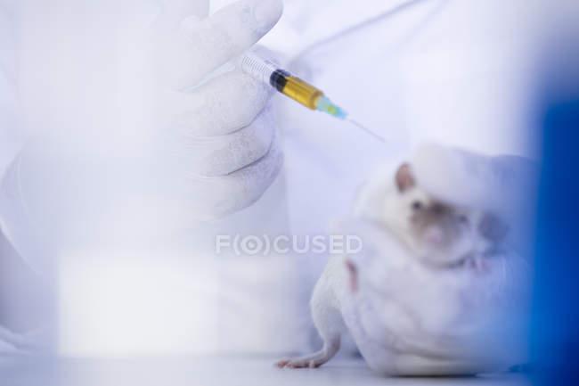 Vista de cerca del trabajador de laboratorio inyectando rata blanca, utilizando jeringa - foto de stock