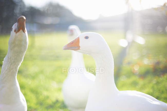 Geese in sunlight, Wiltshire, United Kingdom, Europe — Stock Photo