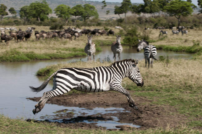 Вид збоку Зебра стрибати вище річки, Масаї Мара, Кенія — стокове фото