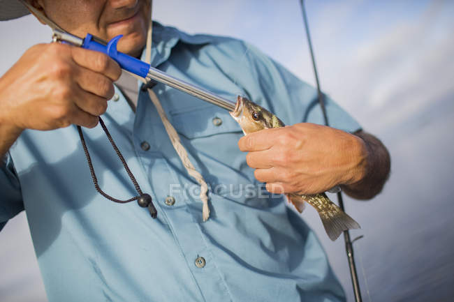 Взрослый мужчина отцепляет маленького мангрового окуня — стоковое фото