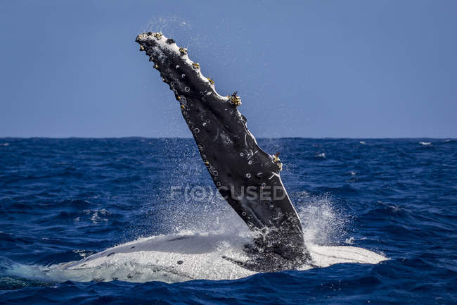 Горбатий кит (Megaptera novaeangliae) у водах Тонга — стокове фото