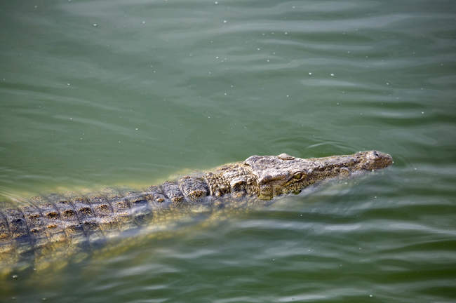 Crocodilo nadando na lagoa do parque de vida selvagem, Djerba, Tunísia — Fotografia de Stock