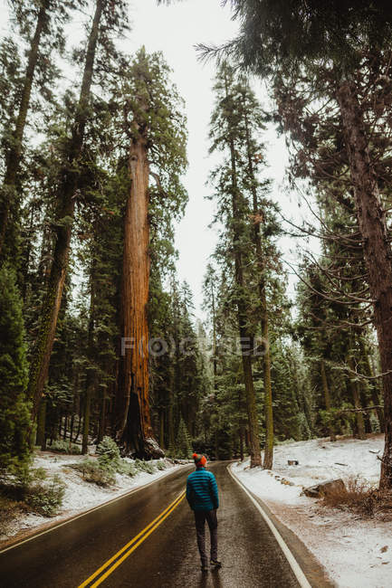 Rückansicht eines männlichen Wanderers mit Blick auf verschneiten Wald, Mammutbaum-Nationalpark, Kalifornien, USA — Stockfoto