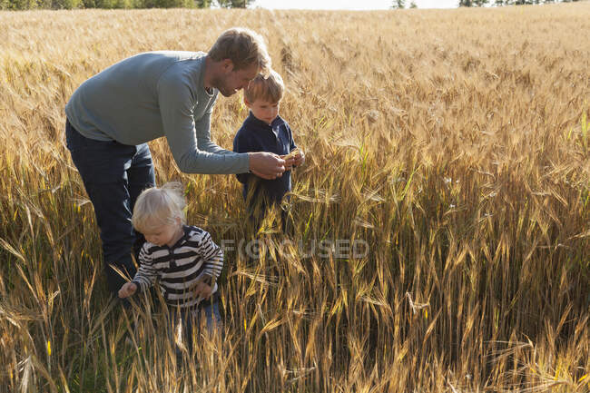 Padre e hijos en campo de trigo examinando trigo, Lohja, Finlandia - foto de stock