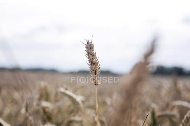 Пшеница растет в поле, крупным планом — стоковое фото