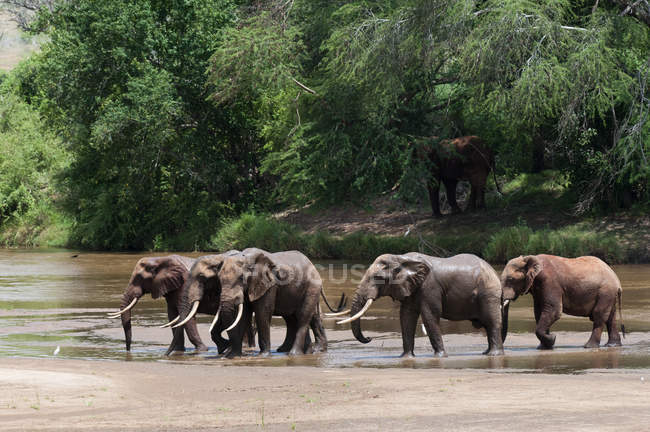 Elefanti che attraversano il fiume nel Parco Nazionale di Tsavo East, Kenya — Foto stock