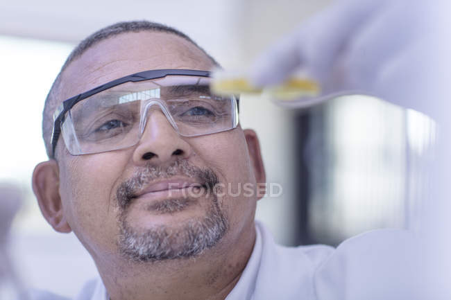Лабораторний працівник вивчає вміст чашки Петрі — стокове фото