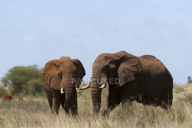 Two Elephants walking on grass in Lualenyi Game Reserve, Kenya — Stock Photo