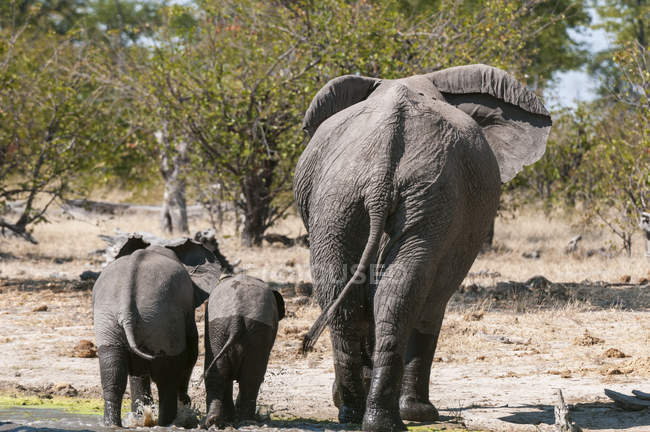 Vista trasera de Elefante caminando con dos cachorros, Savute Channel, Linyanti, Botswana - foto de stock