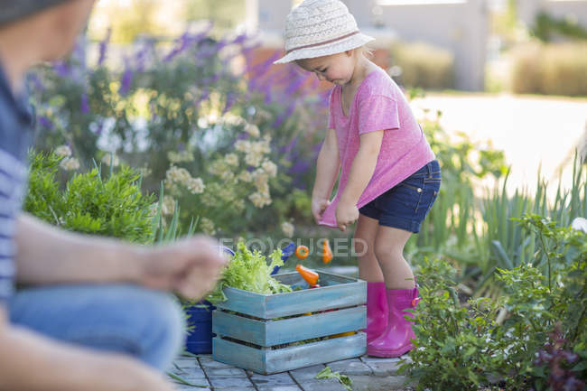 Father and daughter in garden picking vegetables on wooden crate — Stock Photo