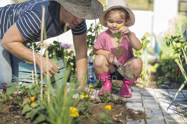 Батько і дочка посадять квіти в саду — стокове фото