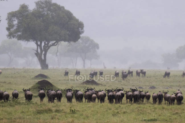 Los ñus después de la lluvia durante la migración anual, Reserva Nacional Masai Mara, Kenia - foto de stock