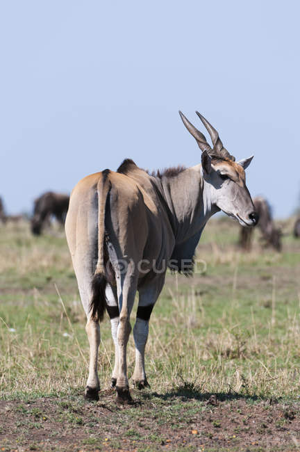Eland in piedi sull'erba e guardando la macchina fotografica, Masai Mara, Kenya — Foto stock