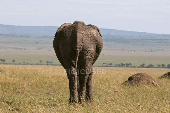 Vista traseira de Elefante Africano caminhando na Reserva Nacional Masai Mara, Quênia — Fotografia de Stock