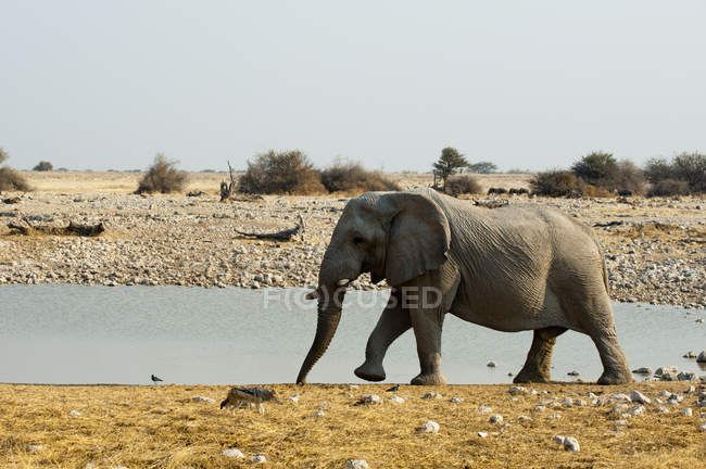 Seitenansicht eines afrikanischen Elefanten, der in Wassernähe im Etoscha-Nationalpark, Namibia, wandelt — Stockfoto