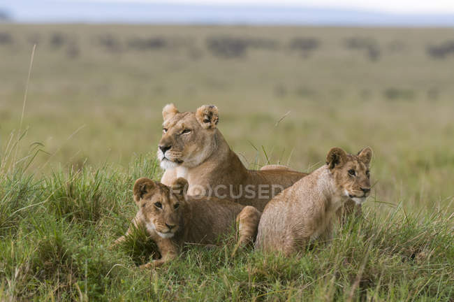 Leonessa e cuccioli riposano insieme sull'erba nella Riserva Nazionale Masai Mara, Kenya — Foto stock