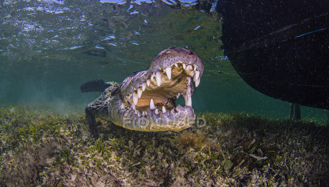 Underwater portrait of american saltwater crocodile on seabed, Xcalak, Quintana Roo, Mexico — Stock Photo