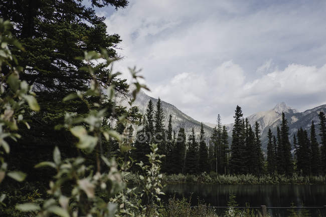 Berge und Bäume im Wald, Canmore, Kanada, Nordamerika — Stockfoto