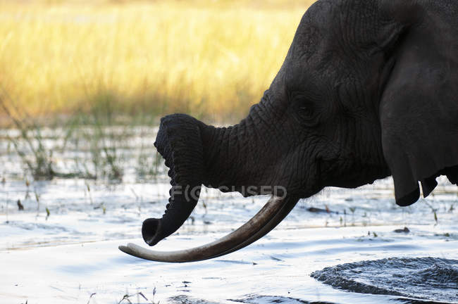 Вид збоку слон у річки в Абу табір, Окаванго, Ботсвани — стокове фото