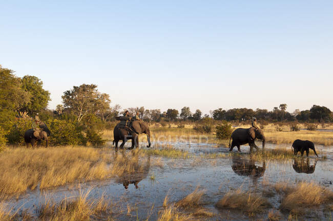Слони (Loxodonta africana) перетинають воду, Ботсвана. — стокове фото