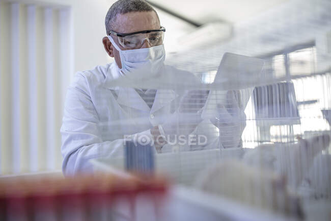 Laborangestellte, die ein digitales Tablet in der Hand hält, schaut in einen Käfig mit weißen Ratten — Stockfoto