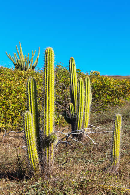 Cactus growing in rural setting, Parque Nacional Jericoacoara, Ceara, Brasil - foto de stock