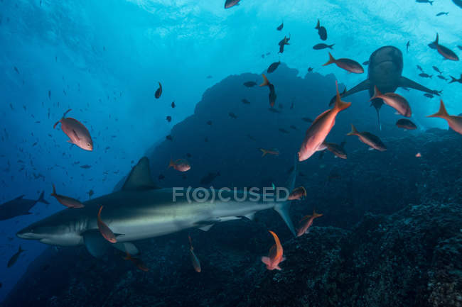 Акул, купання в морі, Сокорро, Нижня Каліфорнія — стокове фото