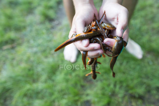 Close-up view of Teenage boy holding handful of newts — Stock Photo