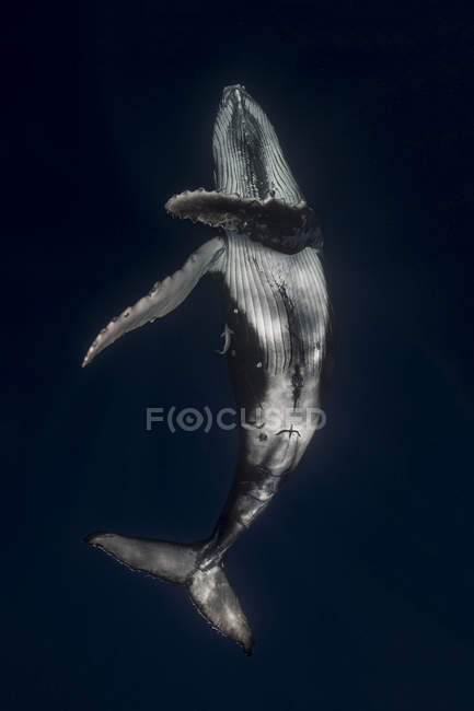 Humpback whale in waters of Tonga — Stock Photo