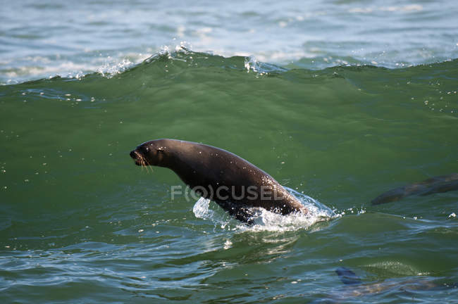 Foca pelliccia del Capo nell'oceano, Parco Nazionale della Costa degli Scheletri, Namibia — Foto stock