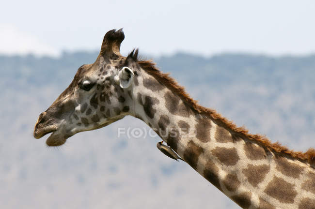 Vista laterale di uccellino seduto sulla giraffa, Masai Mara, Kenya — Foto stock