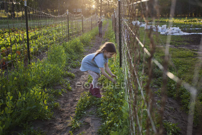 Chica joven en la granja, recogiendo el azúcar snap guisantes - foto de stock
