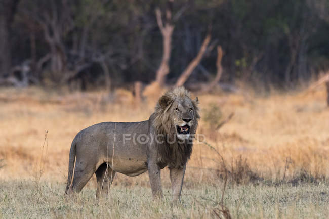 Leone in piedi sull'erba nel Delta dell'Okavango, Botswana — Foto stock