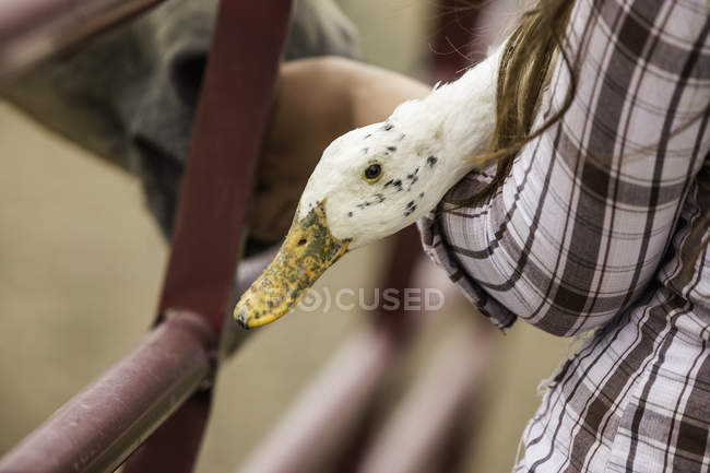 Mujer joven en la granja, sosteniendo ganso, alimentando caballo, primer plano - foto de stock
